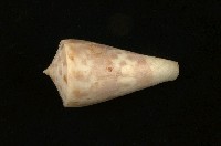 藏品(芋螺)的圖片